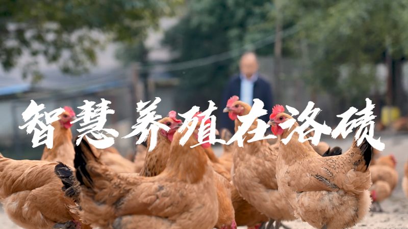 CRo公司上市排名背后的考量因素