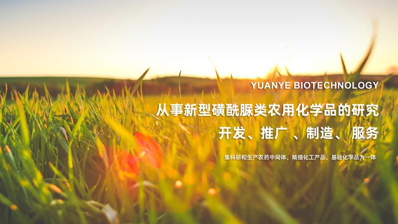 干细胞培养基的选择：关键因素与行业趋势**