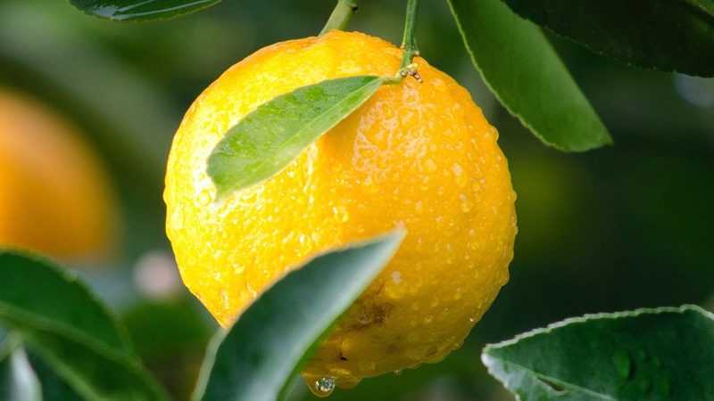 生物医药产业园选址：上下游集群布局的关键考量**